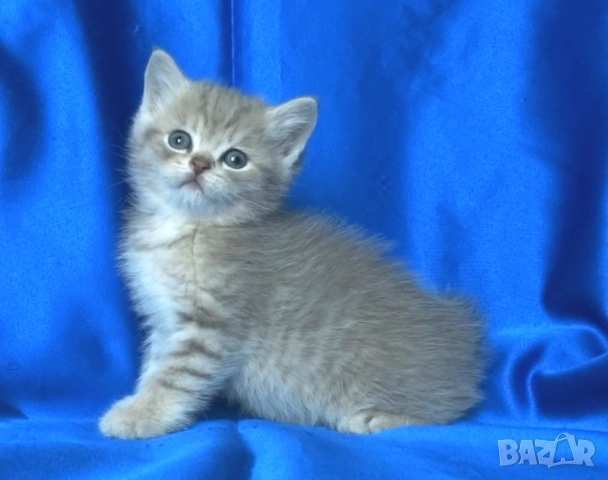 Британски късокосмести котата, снимка 12 - Британска късокосместа - 52373949