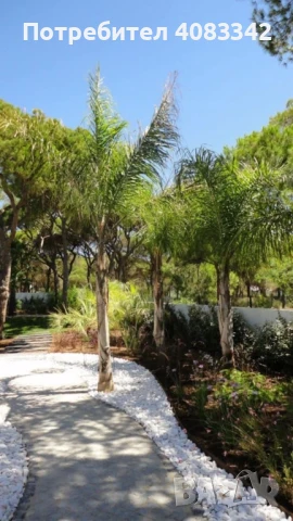 Кокосова Палма, снимка 3 - Градински цветя и растения - 50495088