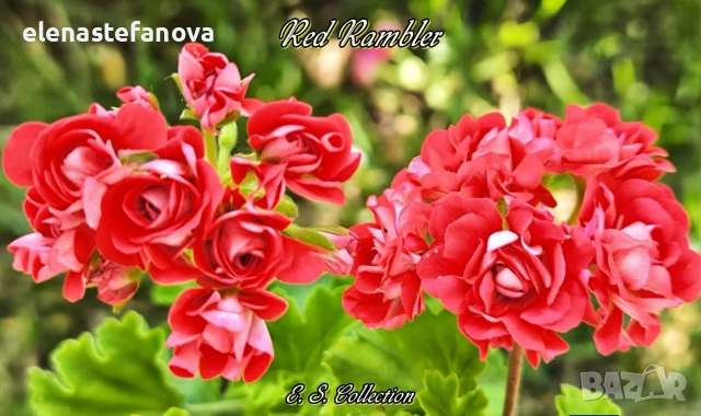 Комплект от сортови мушката / пеларгонии, снимка 4 - Стайни растения - 53343044