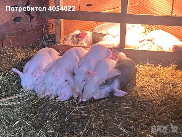 Продавам прасе с малки, снимка 5 - Прасета - 52686902