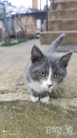 Сиво малко котенце си търси дом, снимка 9 - Други - 52860061