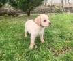 Лабрадор - женско , снимка 7