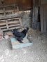  Кулумбииска  брама ,струмски стандарт, мини кохин,испенч и пилета, снимка 11
