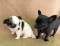 Продавам Кученца Куче Чихуахуа Дългокосместо и Късокосместо, снимка 5