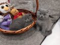 Шотландски клепоухи котенца , снимка 1 - Британска късокосместа - 39110730
