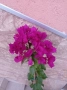 Бугенвилия Лилава , снимка 2