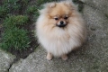 Миниатюрно момиченце померан с родословие FCI, снимка 9