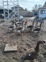 Продавам  гъски и патици, снимка 1