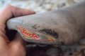 Ретро Шосейна Седалка Selle Italia Turbo Special, снимка 4