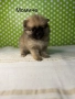 Померан померанче померанчета померани, снимка 7