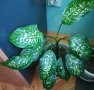 Продавам саксия с декоративно растение Дифенбахия., снимка 6