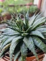 Алое Аристата / Aloe Aristata, снимка 1