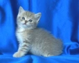 Британски късокосмести котата, снимка 12