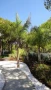 Кокосова Палма, снимка 3