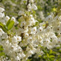 Halesia carolina (Халезия каролина), снимка 1 - Градински цветя и растения - 39592764