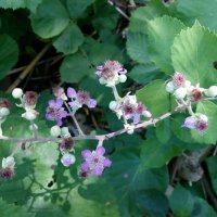 Розово цъфтяща сладка къпина (Лох мери), снимка 5 - Градински цветя и растения - 27265616