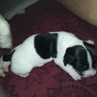 ПРОДАВАМ jack russell terrier 2305210838, снимка 2 - Джак ръсел териер - 32265047