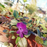 Винка Минор Атропурпуреа, Vinca minor 'Atropurpurea', снимка 11 - Градински цветя и растения - 43734275