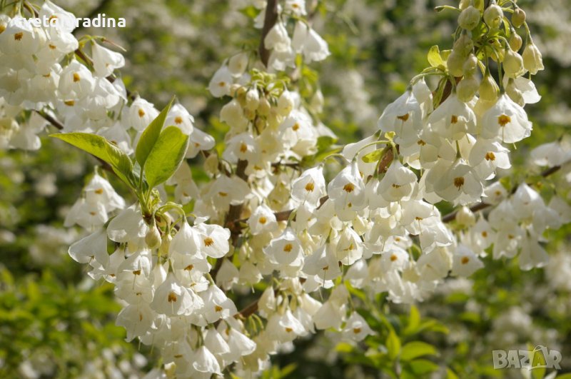 Halesia carolina (Халезия каролина), снимка 1