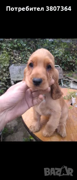 Продам Английски Кокер Шпаньол , снимка 1