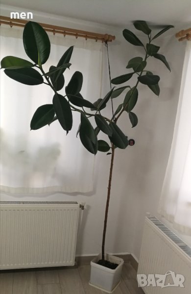 Фикус , снимка 1