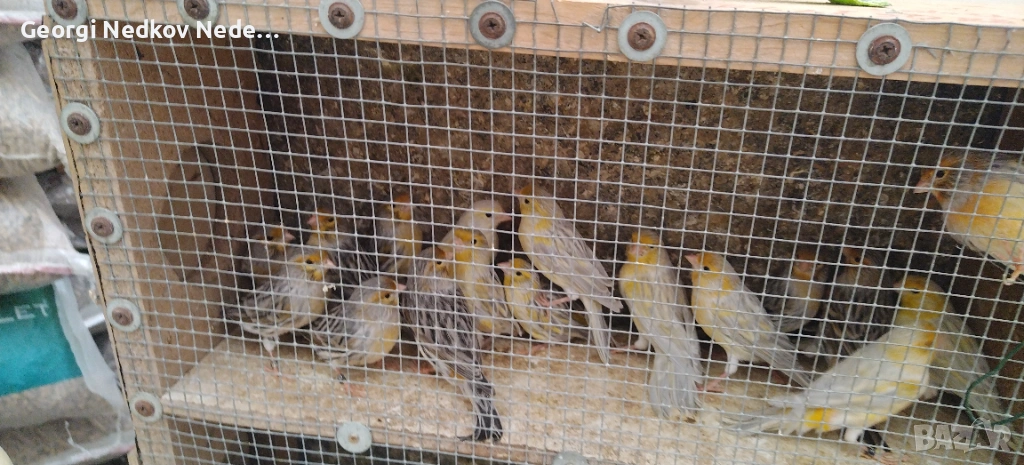 Продавам канари , снимка 1