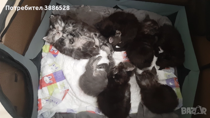 Продавам мейн куунчета!, снимка 1