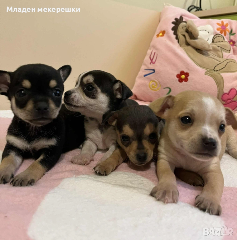 Малки сладури, снимка 1