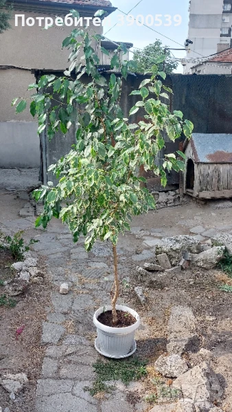 Продавам фикус Бемджамин, снимка 1