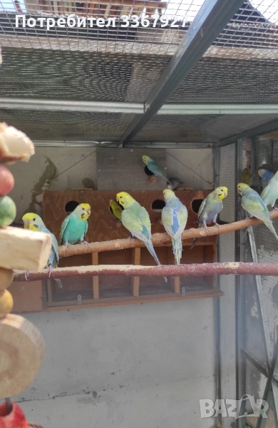 Вълнисти рейнбоу , снимка 1