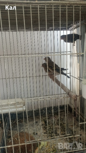 Хибрид, снимка 1