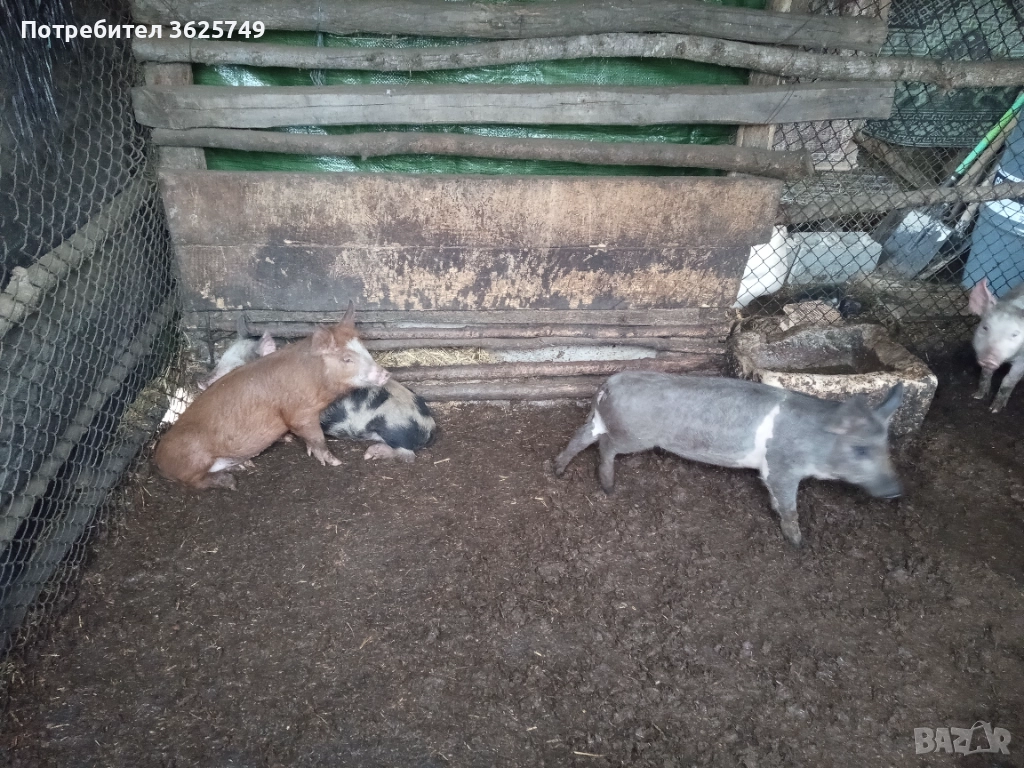 малки прасенца , снимка 1