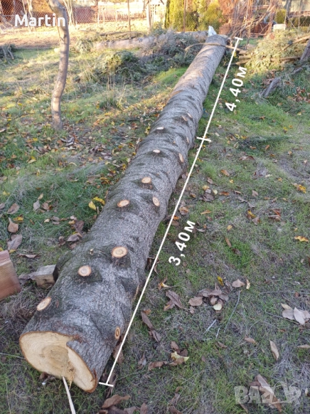 Борови трупи 3 броя - София, снимка 1