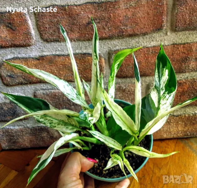 Spathiphyllum Thai Sensation variegata, снимка 1