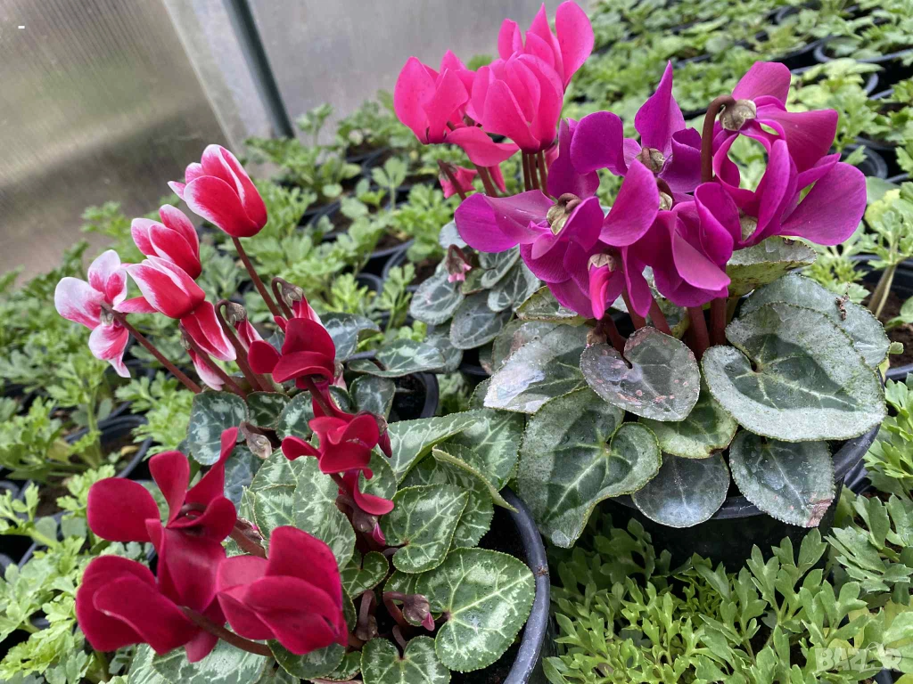 ПРОМО! 6 броя циклами , снимка 1