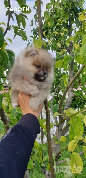 Померан, снимка 1