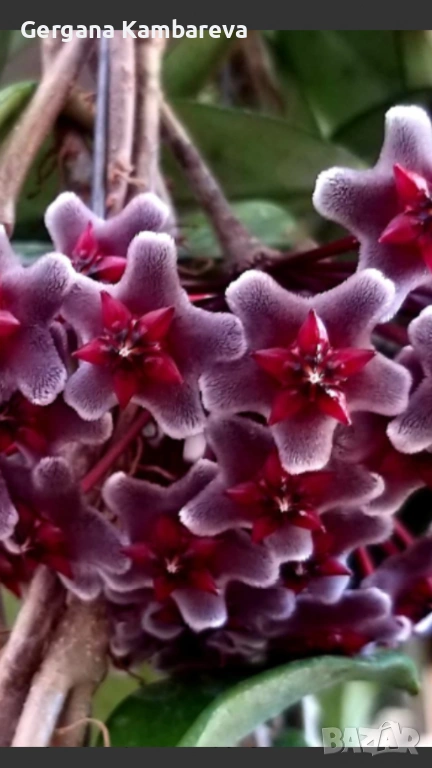 Hoya pubicalyx Red Button , снимка 1