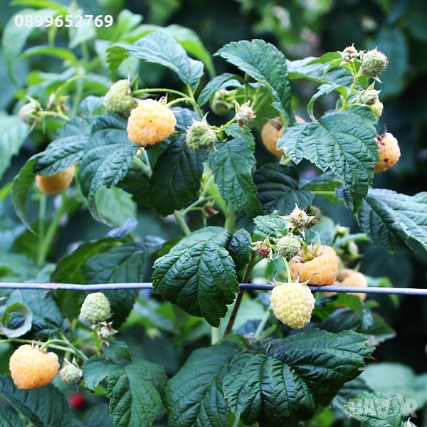 Жълта малина джудже (Goodasgold) , снимка 1