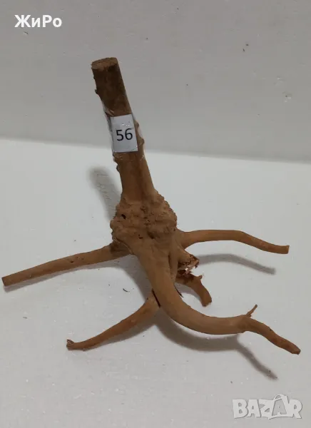 Корен от Азалия /декорация/ 56, снимка 1