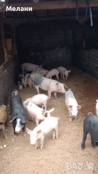 Малки прасета , снимка 1