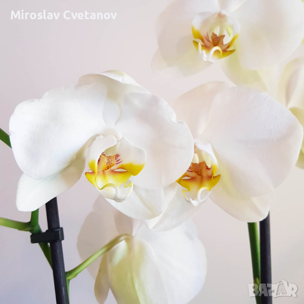 Oрхидея Phalaenopsis Mix15 (Бял Фаленопсис, 2 Цвет.), снимка 1