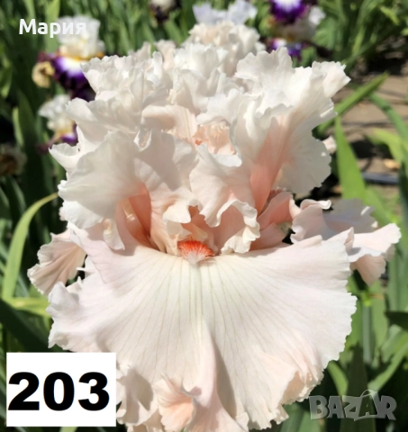 Сортови вискоки ириси /брадати ириси, снимка 11 - Градински цветя и растения - 51459213