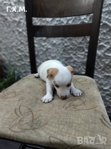 Джак ръсел , снимка 9 - Джак ръсел териер - 52470681