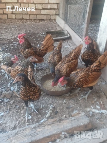 Зибрайт , снимка 3 - други­ - 51337633