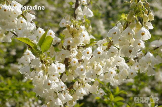 Halesia carolina (Халезия каролина)