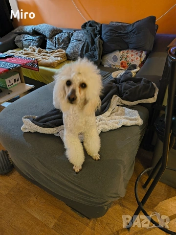 Мъжки среден пудел, снимка 3 - Пудели - 53442211