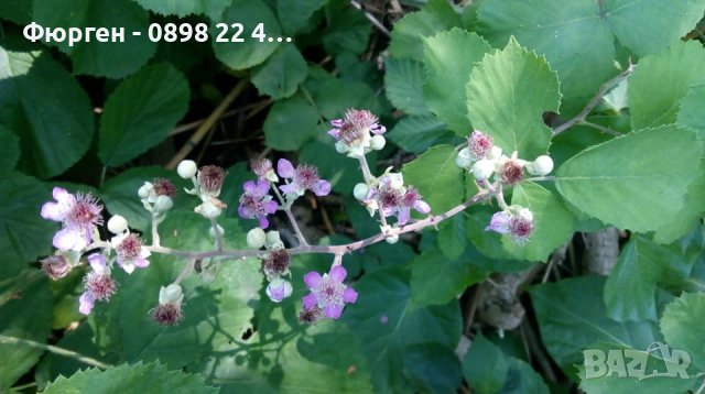 Розово цъфтяща сладка къпина (Лох мери), снимка 5 - Градински цветя и растения - 27265616