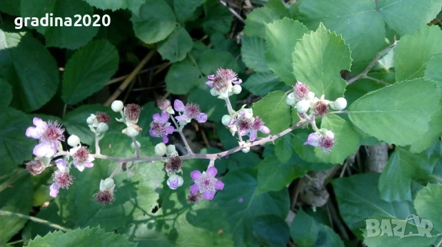 Розово цъфтяща сладка къпина (Лох мери), снимка 7 - Градински цветя и растения - 27265616