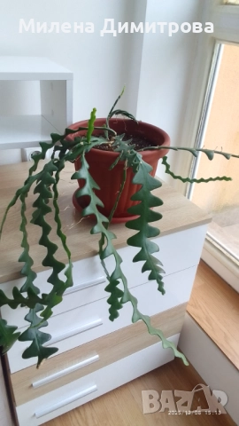 Epiphyllum anguliger кактус зигзаг, снимка 6 - Стайни растения - 49747854