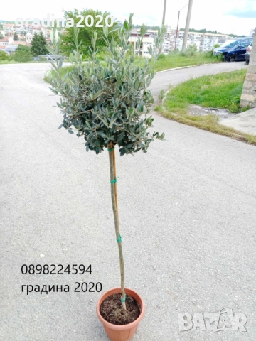 Маслина- Налични 3  сорта  , снимка 4 - Градински цветя и растения - 31773467